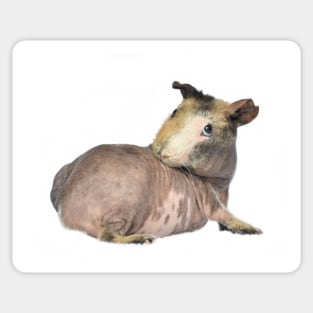 Peanut the Skinny pig Sticker